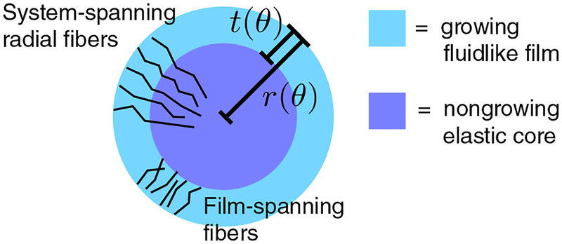 Buckling without Bending: A New Paradigm in Morphogenesis.