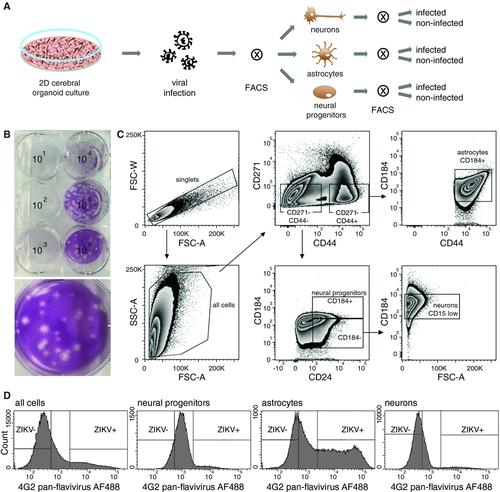 FACS-Mediated Isolation of Neuronal Cell Populations From Virus-Infected Human Embryonic Stem Cell–Derived Cerebral Organoid Cultures