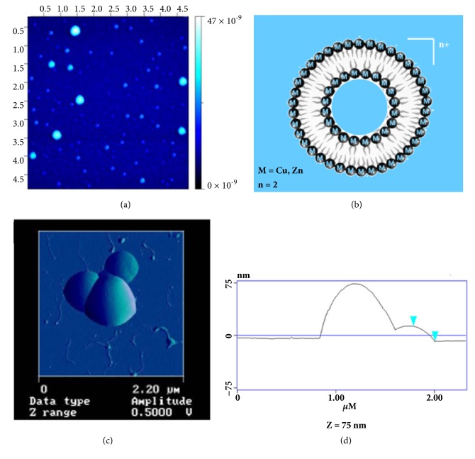 Alkyl Length Effects on the DNA Transport Properties of Cu (II) and Zn(II) Metallovesicles: An <i>In Vitro</i> and <i>In Vivo</i> Study.