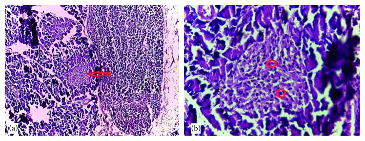 Antidiabetic Effects of the Ethanolic Root Extract of <i>Uvaria chamae</i> P. Beauv (Annonaceae) in Alloxan-Induced Diabetic Rats: A Potential Alternative Treatment for Diabetes Mellitus.