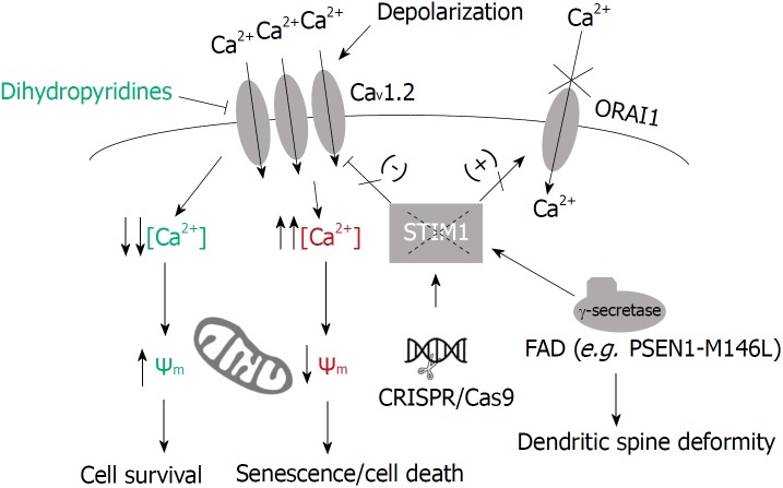 Role of STIM1 in neurodegeneration.