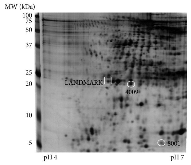 Identification of Levels of Serum Amyloid A and Apolipoprotein A1 in Serum Proteomic Analysis of Neuropsychiatric Systemic Lupus Erythematosus Patients.