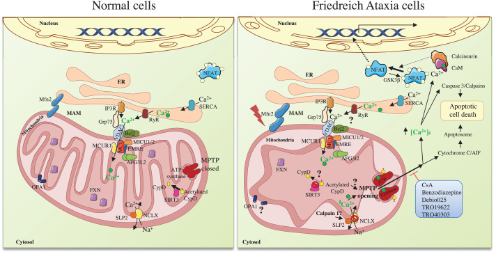 Mitochondrial calcium signalling and neurodegenerative diseases.