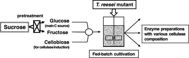 Cellulase Production of <i>Trichoderma reesei</i> (<i>Hypocrea jecorina</i>) by Continuously Fed Cultivation Using Sucrose as Primary Carbon Source.