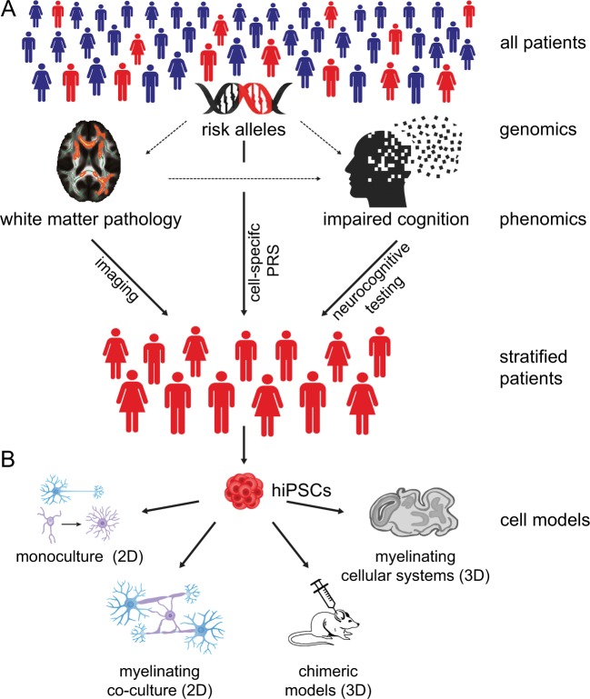 Studying and modulating schizophrenia-associated dysfunctions of oligodendrocytes with patient-specific cell systems.