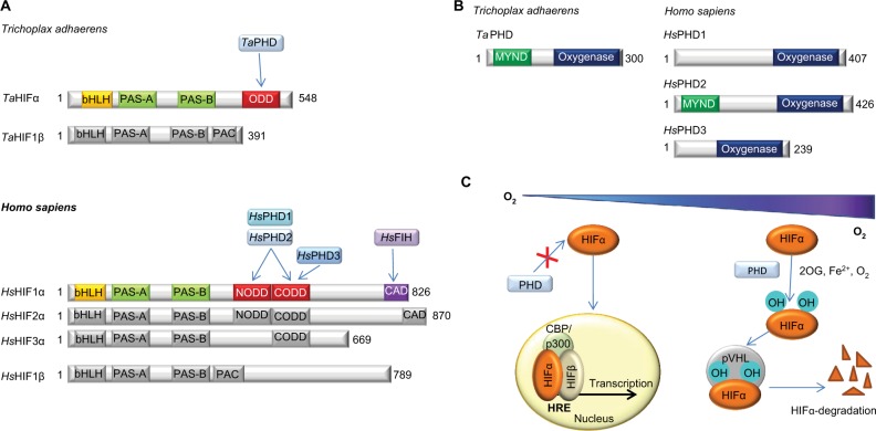 Born to sense: biophysical analyses of the oxygen sensing prolyl hydroxylase from the simplest animal <i>Trichoplax adhaerens</i>.