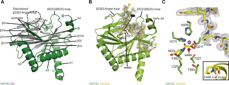 Born to sense: biophysical analyses of the oxygen sensing prolyl hydroxylase from the simplest animal <i>Trichoplax adhaerens</i>.