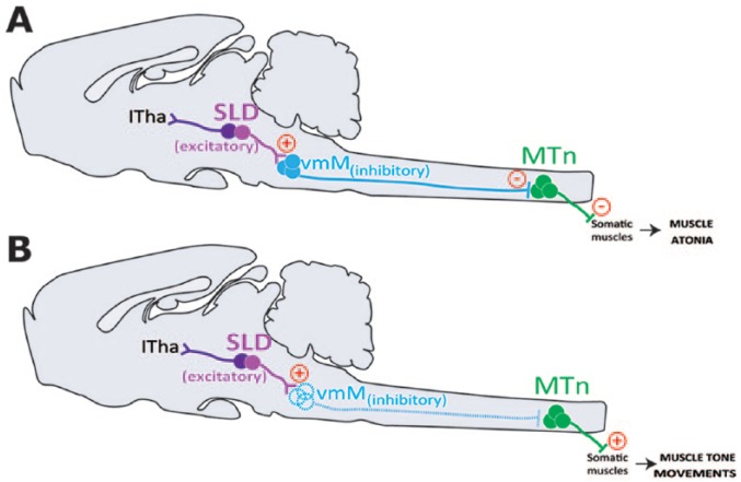 A Particular Medullary-Spinal Inhibitory Pathway is Recruited for the Expression of Muscle Atonia During REM Sleep.