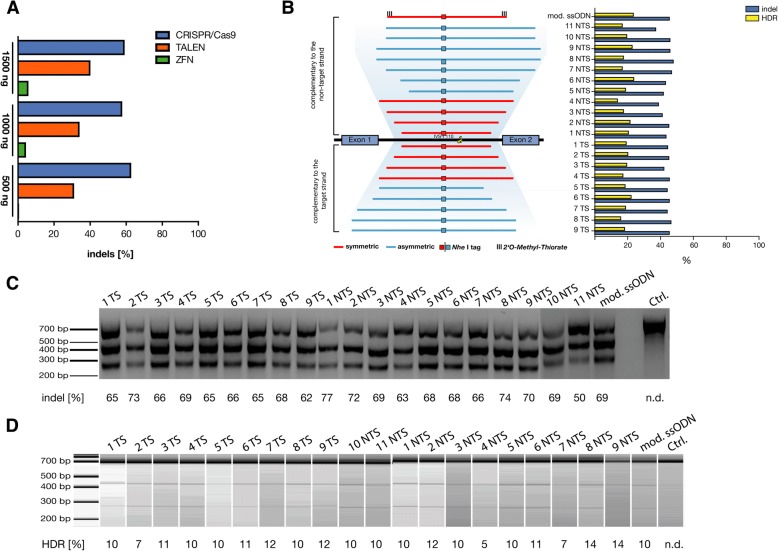 Gene correction of HBB mutations in CD34<sup>+</sup> hematopoietic stem cells using Cas9 mRNA and ssODN donors.