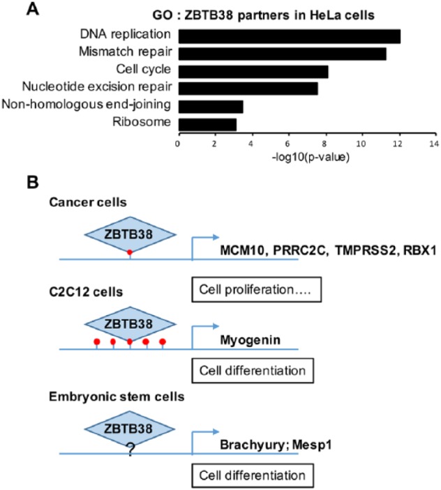 DNA Methylation and Chromatin: Role(s) of Methyl-CpG-Binding Protein ZBTB38.