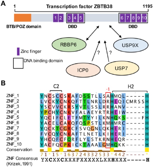 DNA Methylation and Chromatin: Role(s) of Methyl-CpG-Binding Protein ZBTB38.