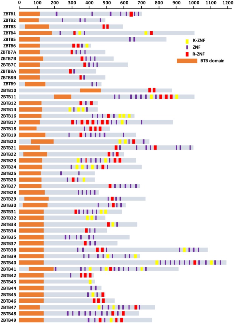 DNA Methylation and Chromatin: Role(s) of Methyl-CpG-Binding Protein ZBTB38.