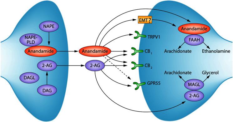 Potential for endocannabinoid system modulation in ocular pain and inflammation: filling the gaps in current pharmacological options.