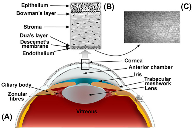 Potential for endocannabinoid system modulation in ocular pain and inflammation: filling the gaps in current pharmacological options.