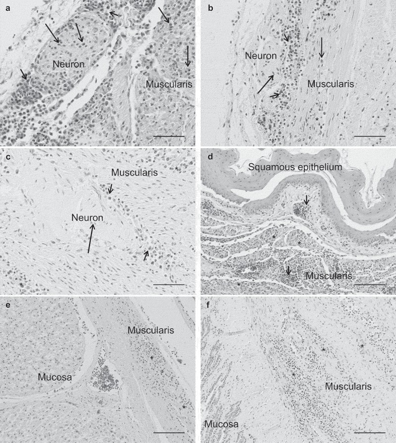 Detection and phylogenetic analysis of parrot bornavirus 4 identified from a Swedish Blue-winged macaw (<i>Primolius maracana</i>) with unusual nonsuppurative myositis.