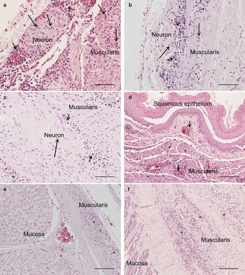 Detection and phylogenetic analysis of parrot bornavirus 4 identified from a Swedish Blue-winged macaw (<i>Primolius maracana</i>) with unusual nonsuppurative myositis.