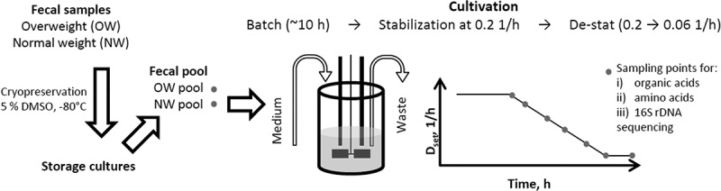 Selection of fast and slow growing bacteria from fecal microbiota using continuous culture with changing dilution rate.