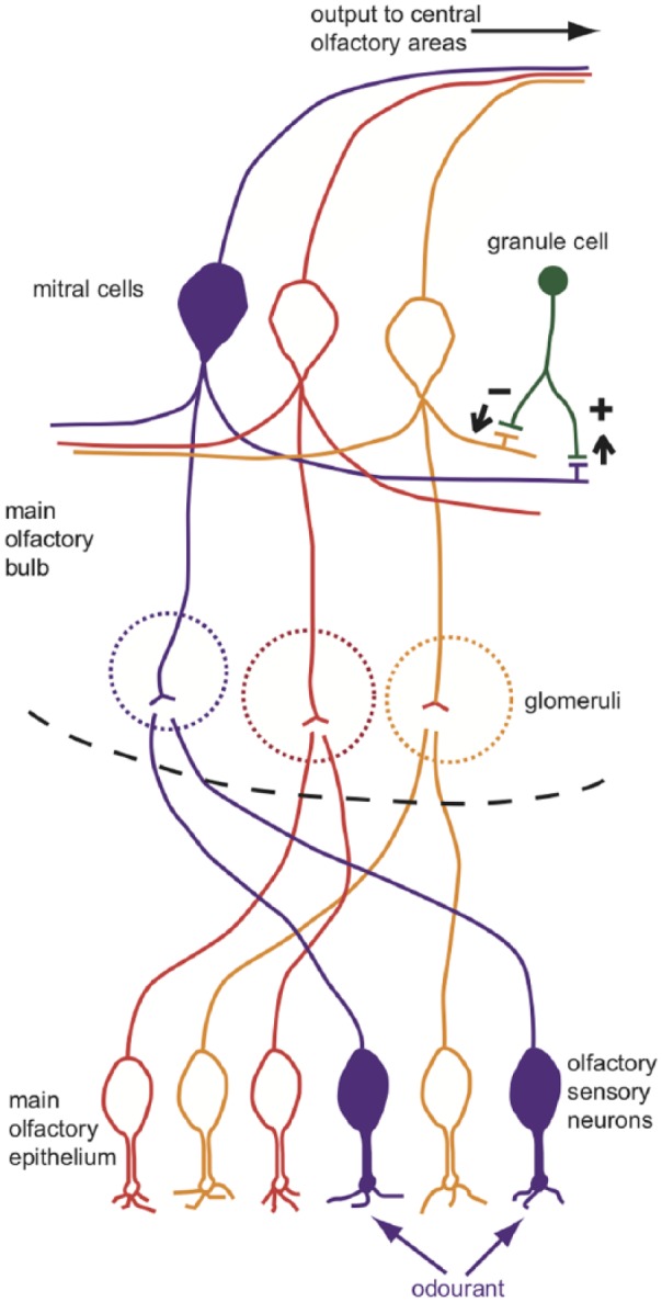 50 years of decoding olfaction.