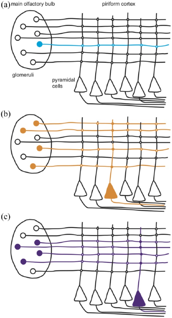 50 years of decoding olfaction.