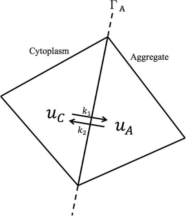 A discontinuous Galerkin model for fluorescence loss in photobleaching of intracellular polyglutamine protein aggregates.