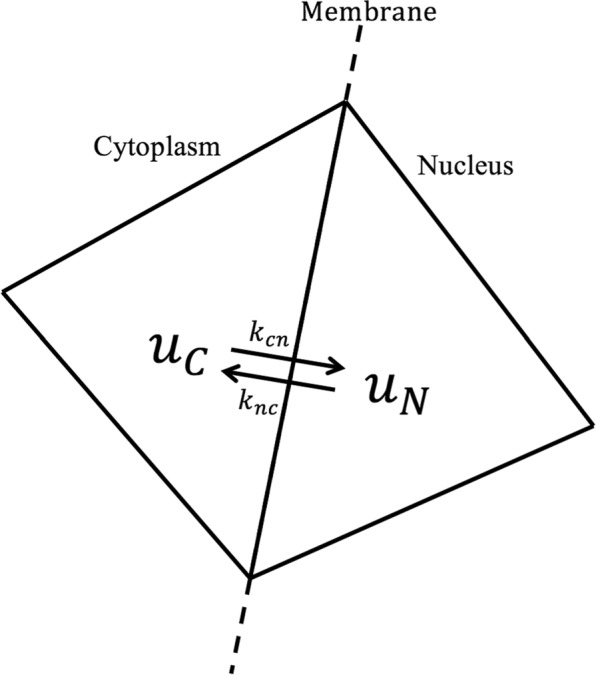 A discontinuous Galerkin model for fluorescence loss in photobleaching of intracellular polyglutamine protein aggregates.