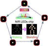 External current-controlled dynamic display by integrating upconversion micro-disks with power density-dependent color into NIR luminescent diodes†