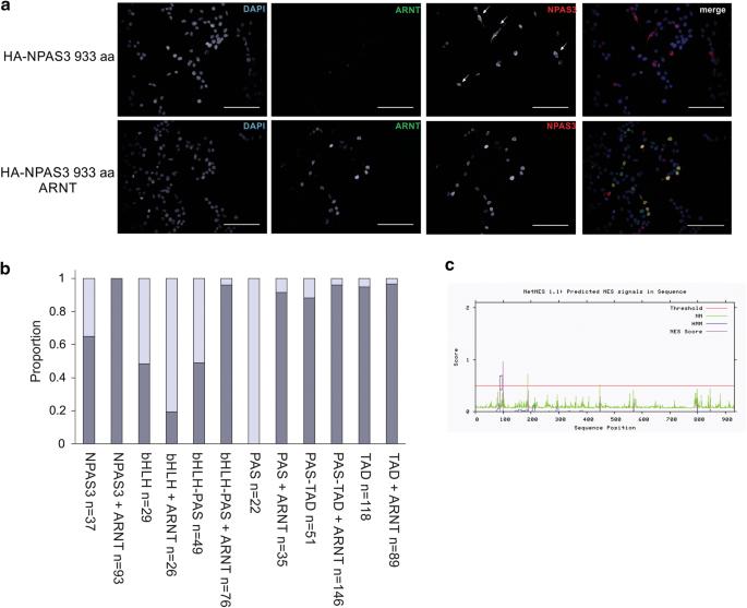 Molecular analysis of NPAS3 functional domains and variants