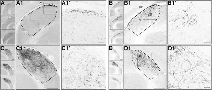 The absence of retinal input disrupts the development of cholinergic brainstem projections in the mouse dorsal lateral geniculate nucleus.