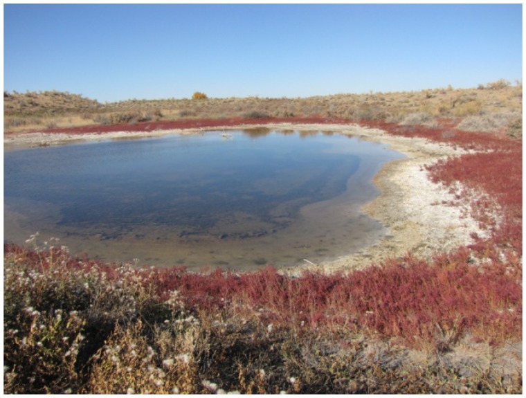 Discovery of Actinomycetes from Extreme Environments with Potential to Produce Novel Antibiotics.