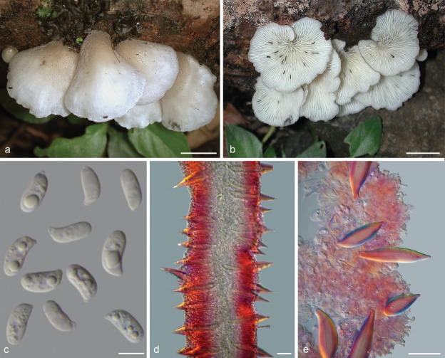 New species of <i>Hohenbuehelia</i>, with comments on the <i>Hohenbuehelia atrocoerulea</i> - <i>Nematoctonus robustus</i> species complex.