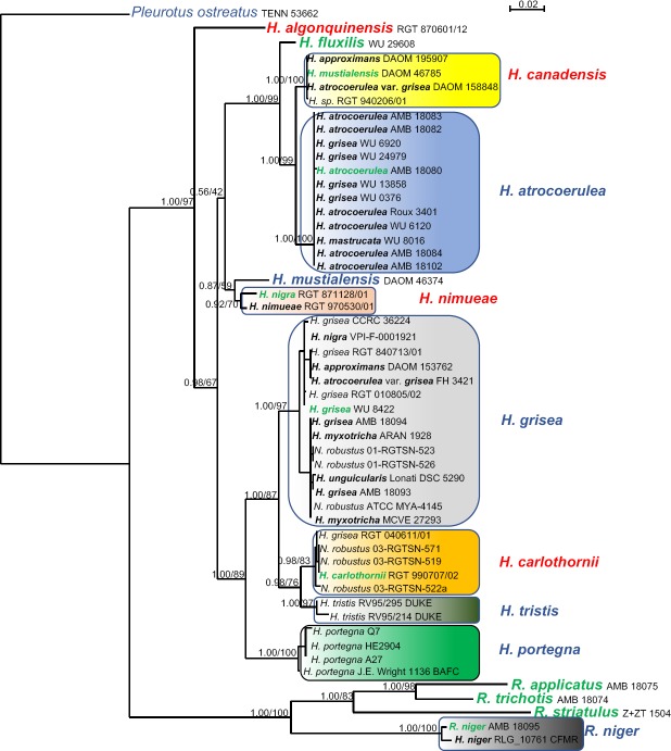 New species of <i>Hohenbuehelia</i>, with comments on the <i>Hohenbuehelia atrocoerulea</i> - <i>Nematoctonus robustus</i> species complex.