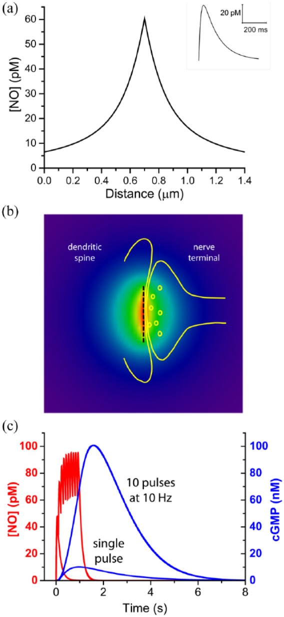 Nitric oxide as a multimodal brain transmitter.