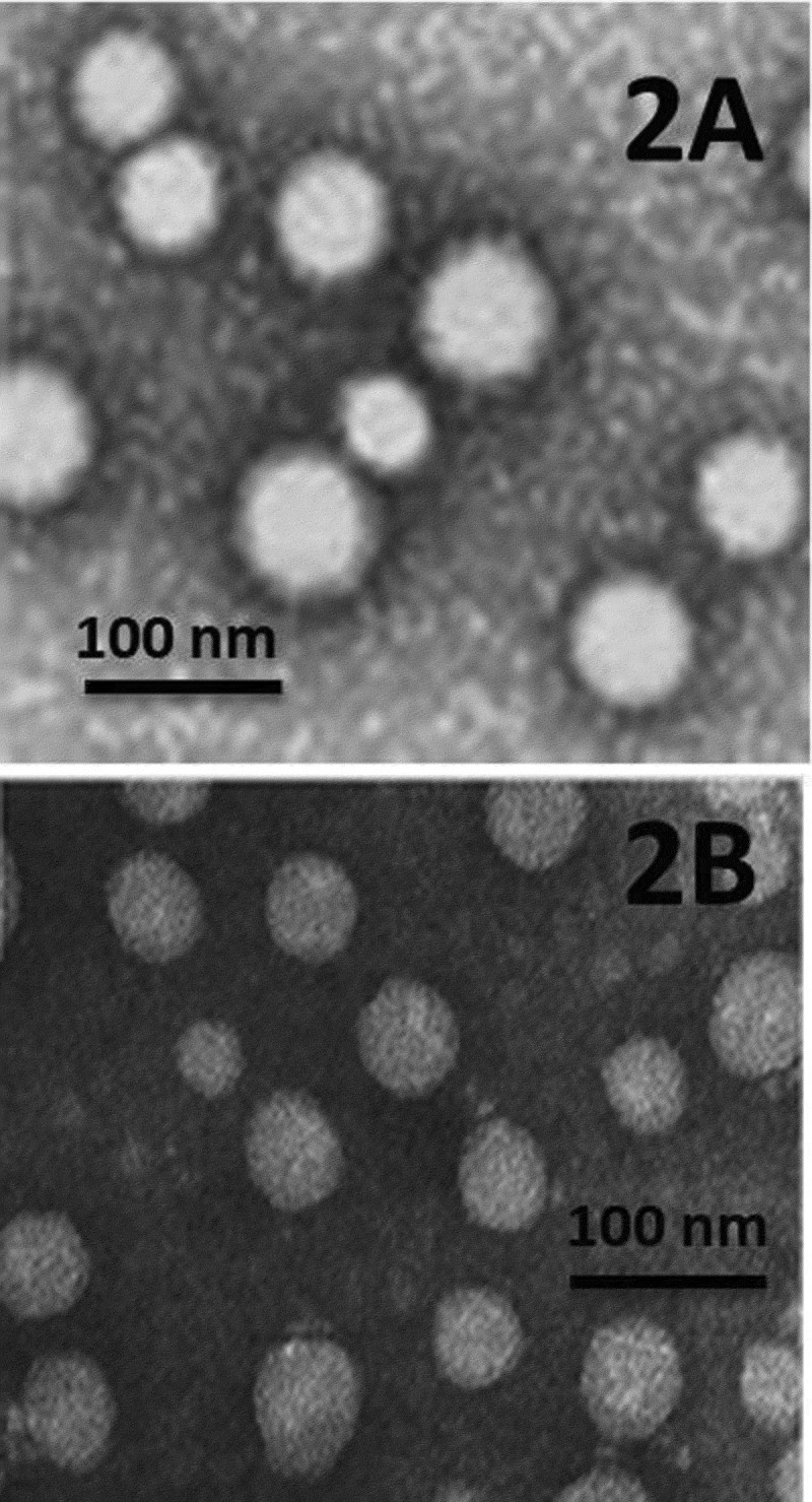 An approach to revolutionize cataract treatment by enhancing drug probing through intraocular cell line.