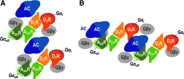 New Developments on the Adenosine Mechanisms of the Central Effects of Caffeine and Their Implications for Neuropsychiatric Disorders.