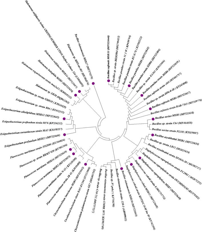 Phylogenetic diversity and biotechnological potentials of marine bacteria from continental slope of eastern Arabian Sea