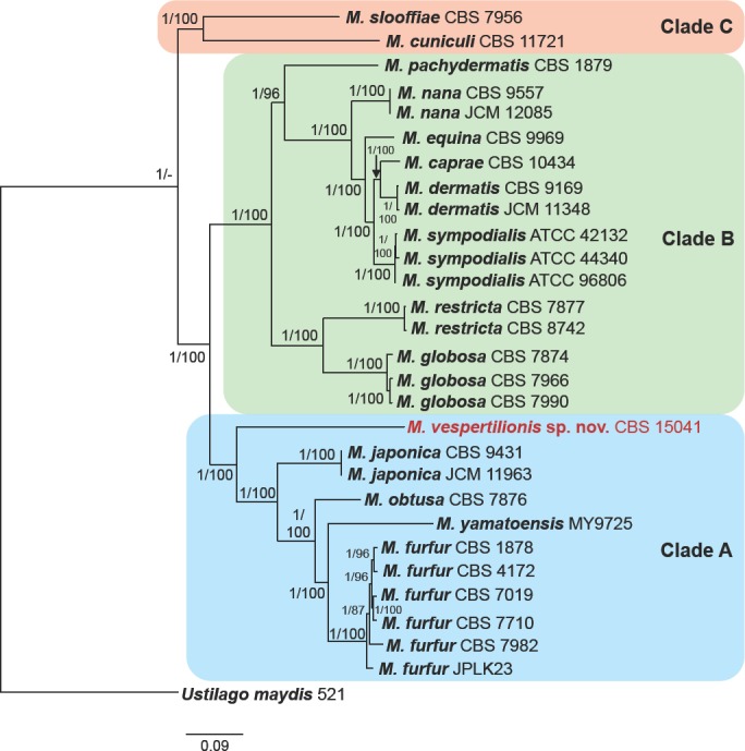 <i>Malassezia vespertilionis</i> sp. nov.: a new cold-tolerant species of yeast isolated from bats.