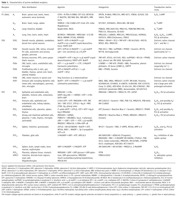 Purine and purinergic receptors.