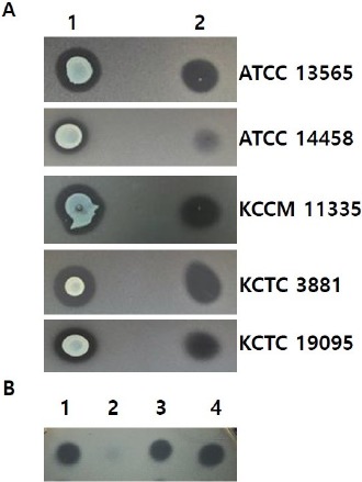 Isolation of a <i>Lactococcus lactis</i> Strain Producing Anti-staphylococcal Bacteriocin.