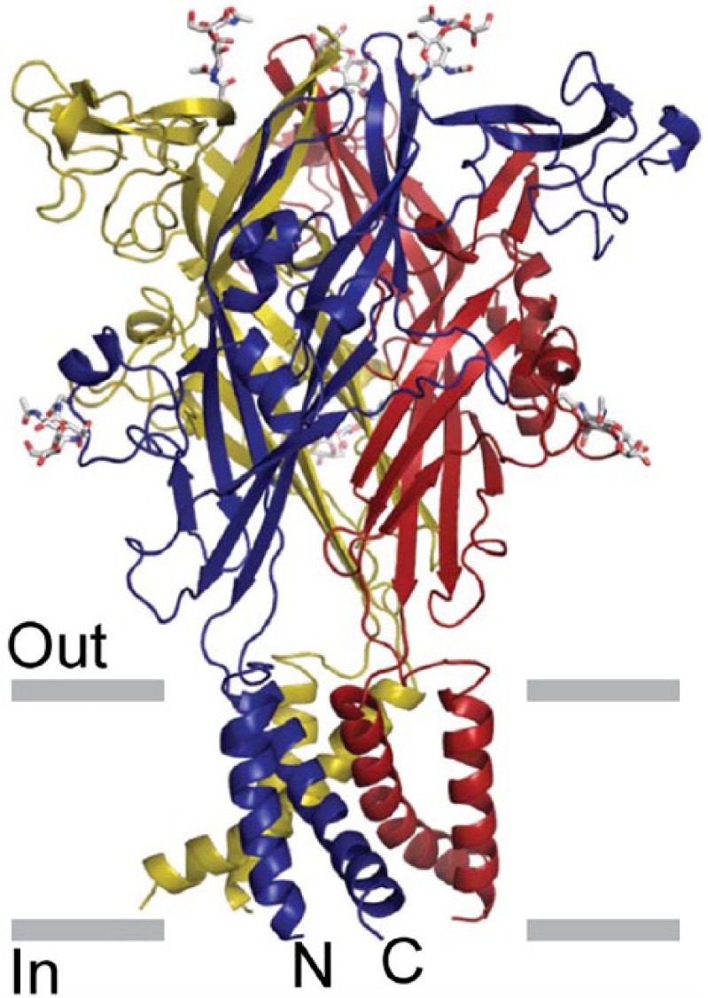 Purine and purinergic receptors.