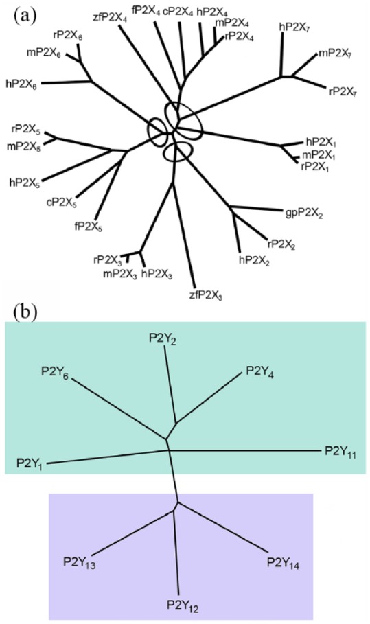 Purine and purinergic receptors.