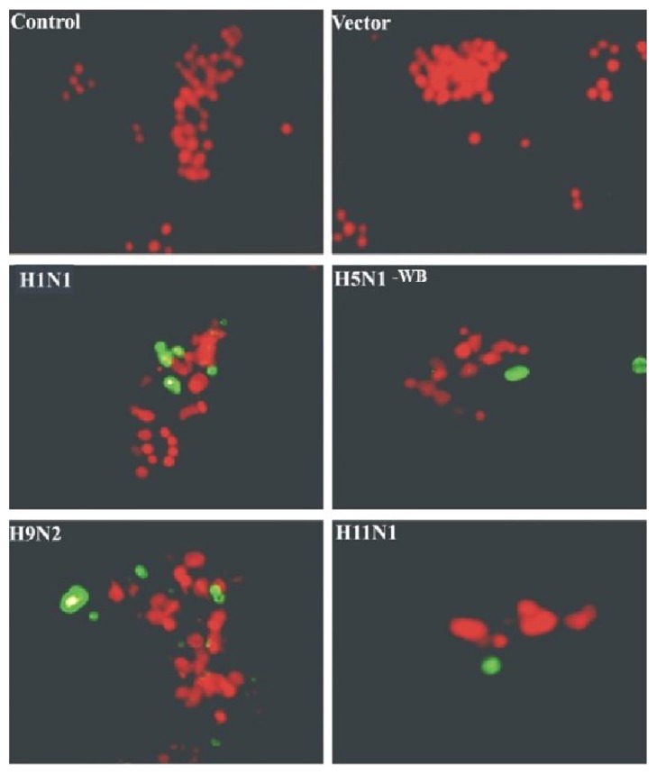 Apoptotic and Early Innate Immune Responses to PB1-F2 Protein of Influenza A Viruses Belonging to Different Subtypes in Human Lung Epithelial A549 Cells.