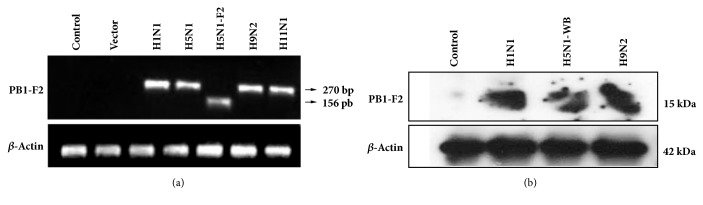 Apoptotic and Early Innate Immune Responses to PB1-F2 Protein of Influenza A Viruses Belonging to Different Subtypes in Human Lung Epithelial A549 Cells.