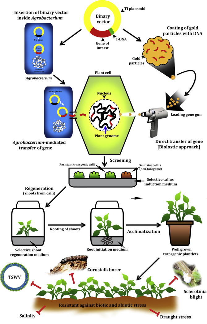 Transgenic approaches for genetic improvement in groundnut (Arachis hypogaea L.) against major biotic and abiotic stress factors