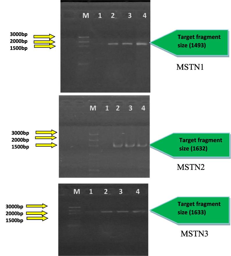 Detection of myostatin gene MSTN in some goat breeds (Capra hircus)