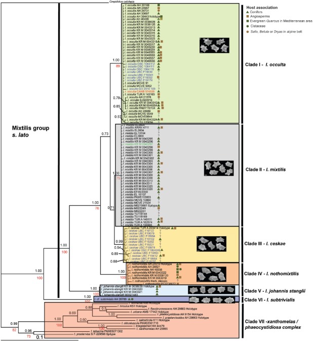 Advances in the knowledge of the <i>Inocybe mixtilis</i> group (<i>Inocybaceae</i>, <i>Agaricomycetes</i>), through molecular and morphological studies.