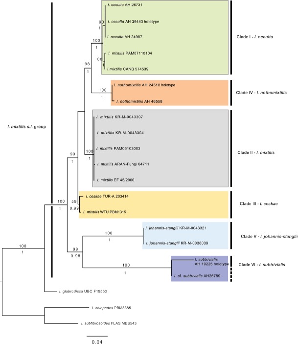 Advances in the knowledge of the <i>Inocybe mixtilis</i> group (<i>Inocybaceae</i>, <i>Agaricomycetes</i>), through molecular and morphological studies.