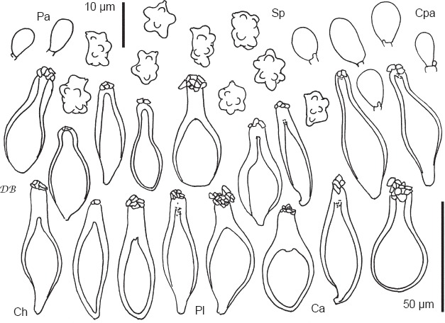 Advances in the knowledge of the <i>Inocybe mixtilis</i> group (<i>Inocybaceae</i>, <i>Agaricomycetes</i>), through molecular and morphological studies.