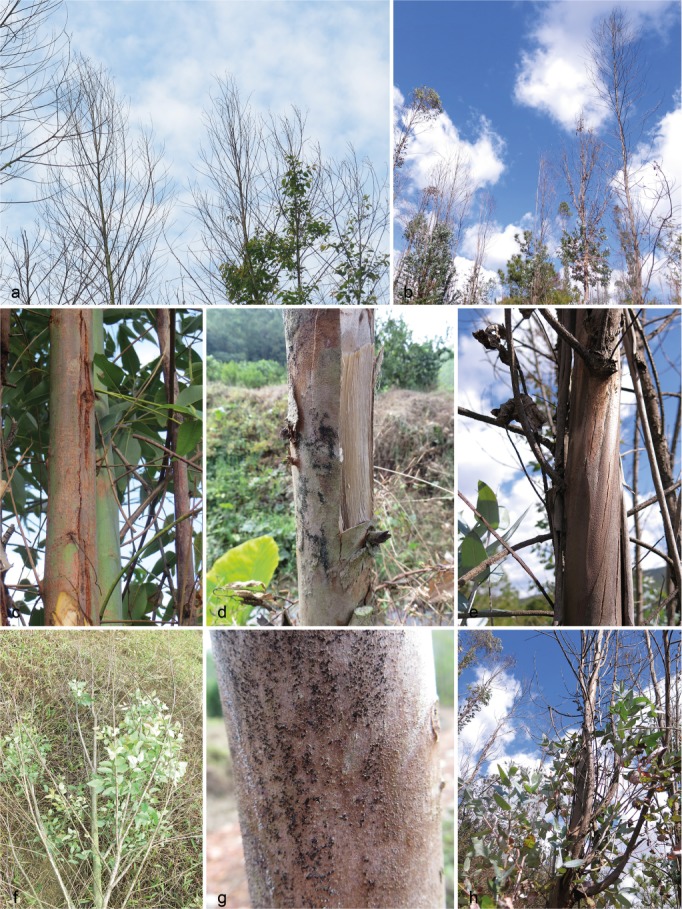 <i>Botryosphaeriaceae</i> from <i>Eucalyptus</i> plantations and adjacent plants in China.