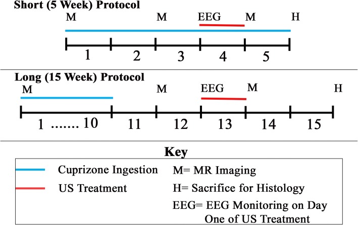 Transcranial and pulsed focused ultrasound that activates brain can accelerate remyelination in a mouse model of multiple sclerosis.