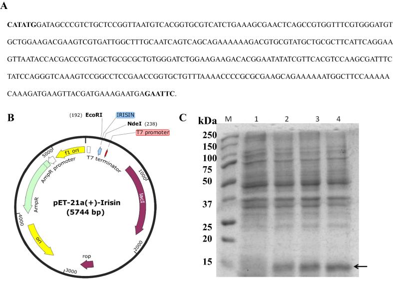 Expression, purification and biological characterisation of recombinant human irisin (12.5 kDa)